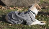 Military Static Rivited Fashion Collared Wool Pet Coat